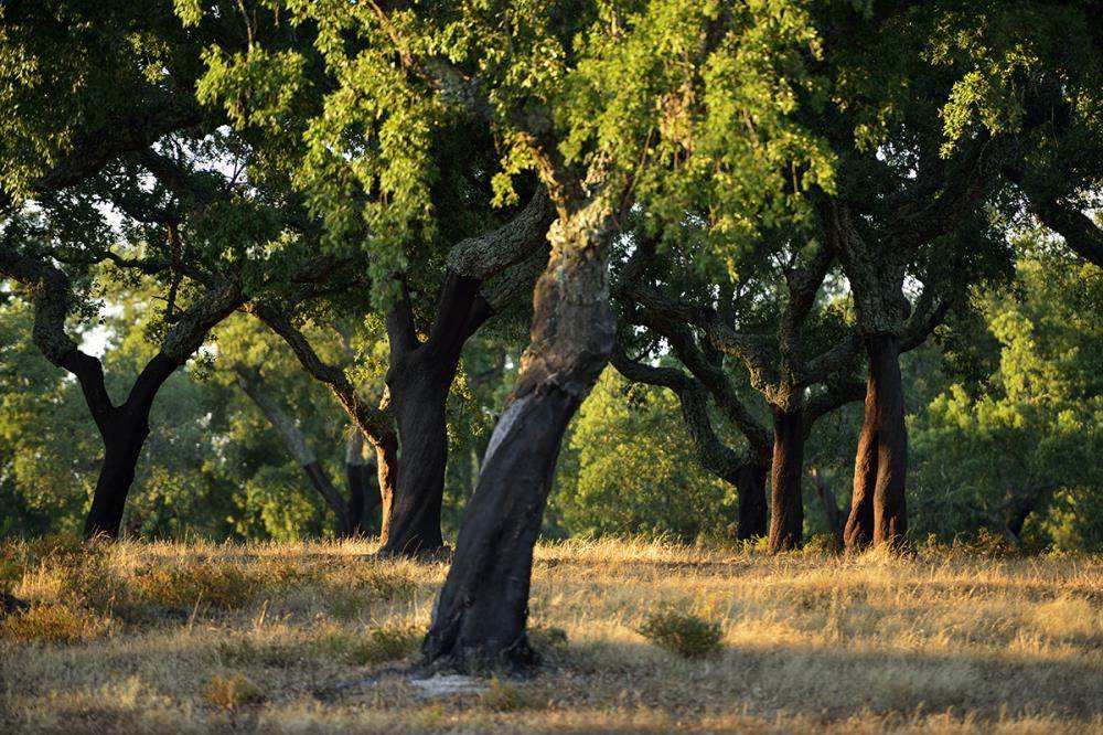 軟木由于取自天然，其健康環(huán)保性能勿庸質(zhì)疑