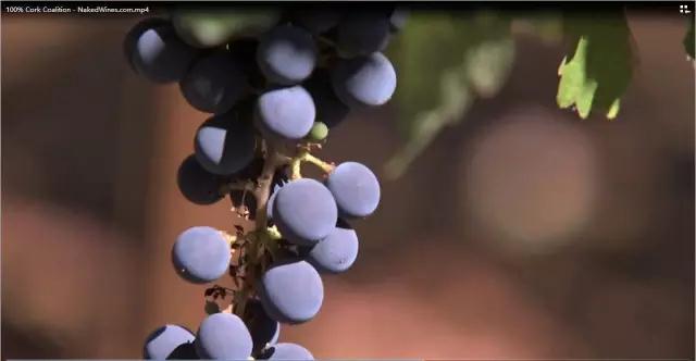 為什么酒莊都青睞選用天然軟木塞？