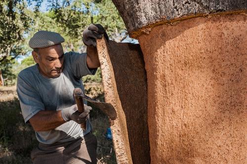 栓皮櫟剝皮反而活的更好！