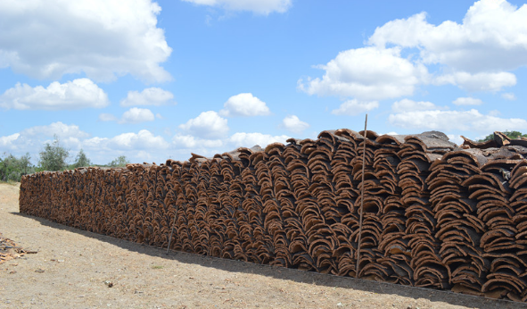 很多人肯定會(huì)想軟木樹皮能有多大用處？