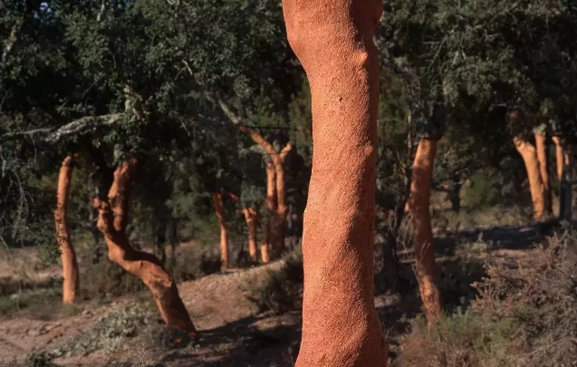 軟木質(zhì)地細(xì)密、緊實，且觸感溫和不扎手