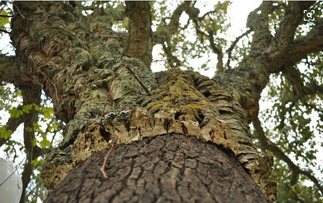 如何提升我國木材資源自給自足的能力？