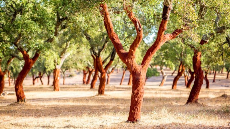 軟木樹皮完全是用小斧子手工收獲的。